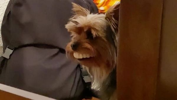 Собака стащила вставную челюсть хозяина и насмешила сеть голливудской улыбкой
