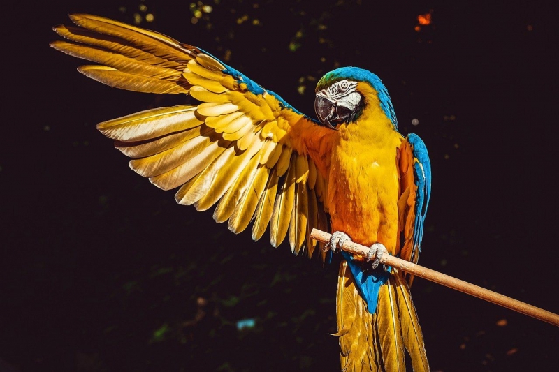 Parrot mummies show signs of cruelty: exploited for ‘feather trade’