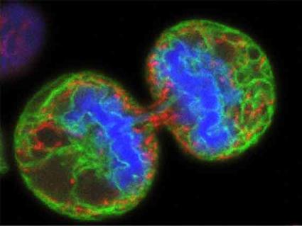 Cancer: new hope for patients with this "cancer killer" virus