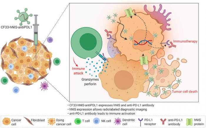 Cancer: new hope for patients with this "cancer killer" virus